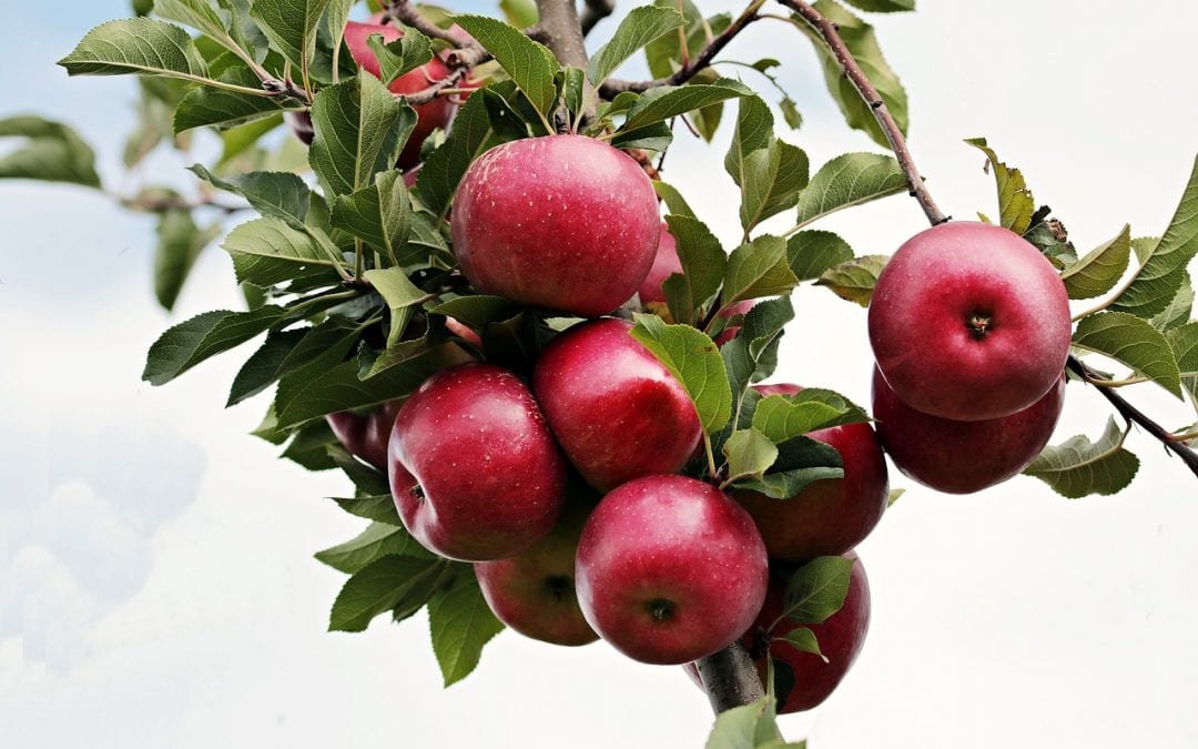 Las manzanas y la abundancia